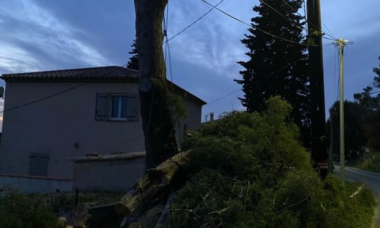 Abattage d'arbres dangereux - Nîmes - Le Géant Vert